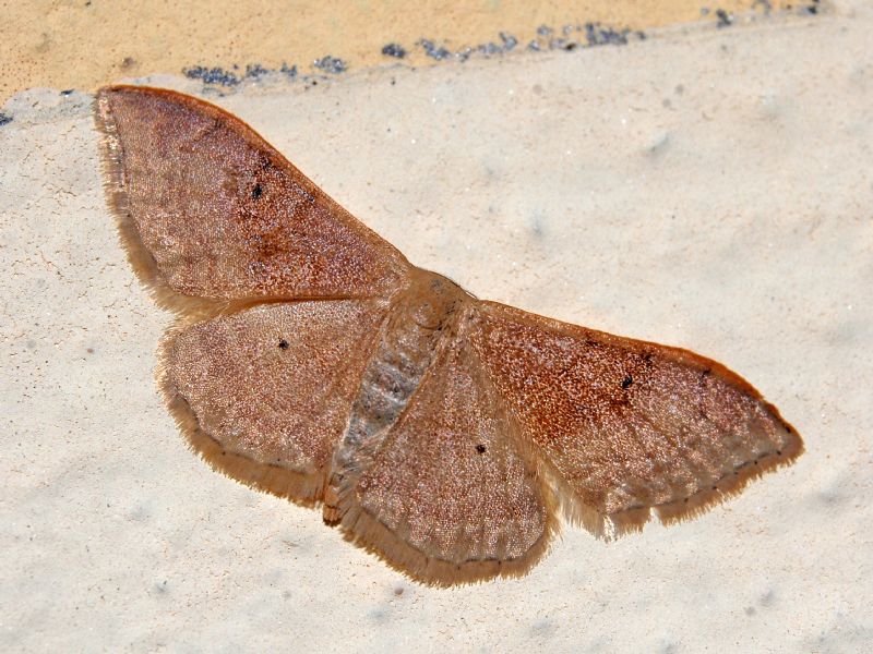 Una falena su un muro ...Idaea degeneraria, Geometridae